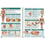 8935 *Atlas Visual del Cuerpo Humano* (24x32 cm.) 64 Pág. - Imagen 3
