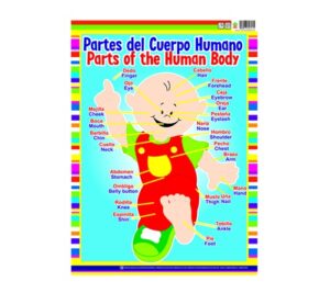 MD336 *Partes del Cuerpo* (45x60 cm.) - Imagen 2