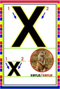 MD592 *Abecedario Asociado a/Animales Reales* (14x9 cm.) 29 Tarjetas. - Imagen 27