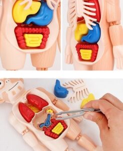 5292 *MODELO DE CUERPO HUMANO* (12.5x20 cm.) 13 Pcs. - Imagen 2