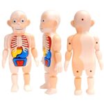 5292 *MODELO DE CUERPO HUMANO* (12.5x20 cm.) 13 Pcs. - Imagen 3