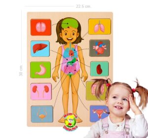 5588 *CUERPO HUMANO Rompe d/Madera* (23x30 cm.) 10Pcs.+Base - Imagen 2