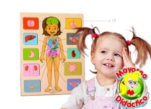 5588 *CUERPO HUMANO Rompe d/Madera* (23x30 cm.) 10Pcs.+Base - Imagen 3