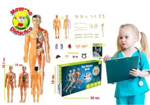 5315 *Hombre de Ensamble CUERPO HUMANO* (30x18 cm.) 30 Pcs. - Imagen 2